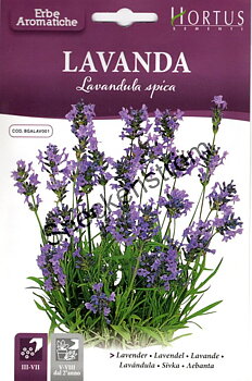 Lavendel  "Lavendula spica"