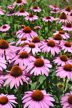 Rudbeckia Erizo purple