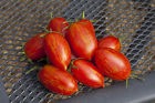 Sunstripe F1 Tomat