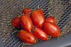 Sunstripe F1 Tomat