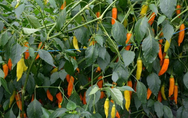 Havana Gold Chili - 3