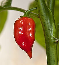 Habanero Mayan Red