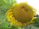 Solros "Titan"