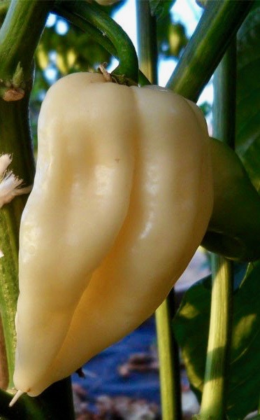 Bhut Jolokia White - 2