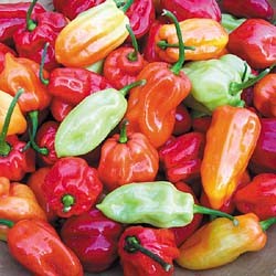 Habanero "Tobago Seasoning"