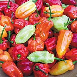 Habanero "Tobago Seasoning"