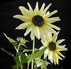 Solros "Italian White"