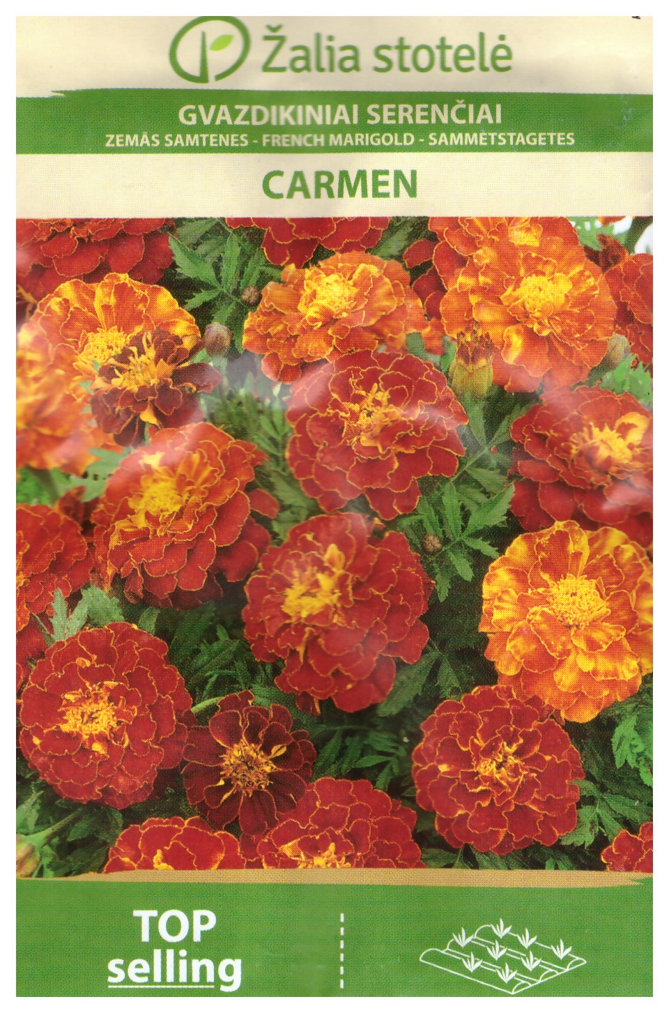 Tagetes" Carmen" - 2
