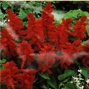 Praktsalvia