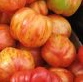 TomatTigerella - 2