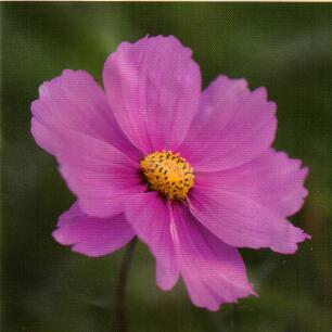 Rosenskära "Dark Rose"