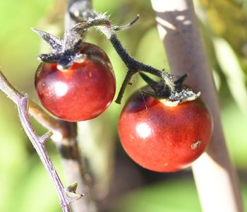 Bing Cherry