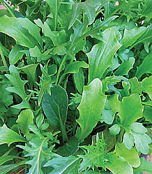 Mesclun Mix