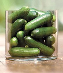 Gurka ‘Green Finger’  Krispig mini-gurka med riklig skörd och fantastisk smak - 2