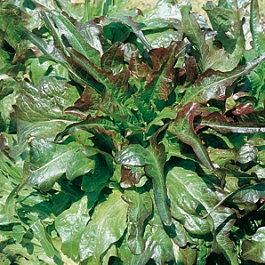 Ekbladsallad "Radichetta"