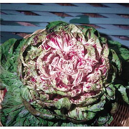 Sallatscikoria "Variegata di Castelfranco"