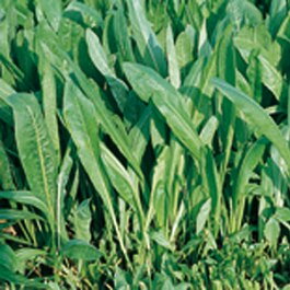 Sallatscikoria "Spadona da taglio"