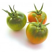 Reginella F1 Hybrid