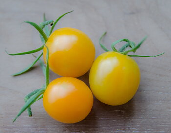 Arancino F1 Hybrid
