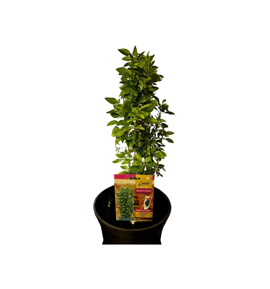 Basilika EVERLEAF THAI TOWERS Lucia Elite - 2