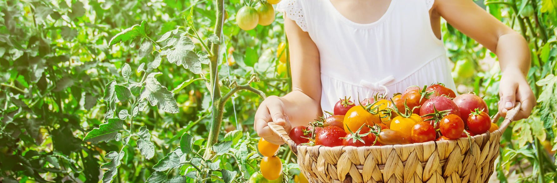Det är lyxigt att plocka egenodlade grönsaker!  
