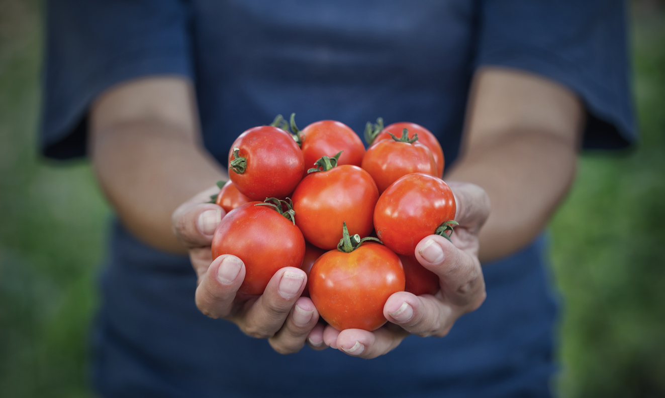 Dags att börja odla tomater Vi har det du behöver Frö, brickor, värmemattor, gödning mm.