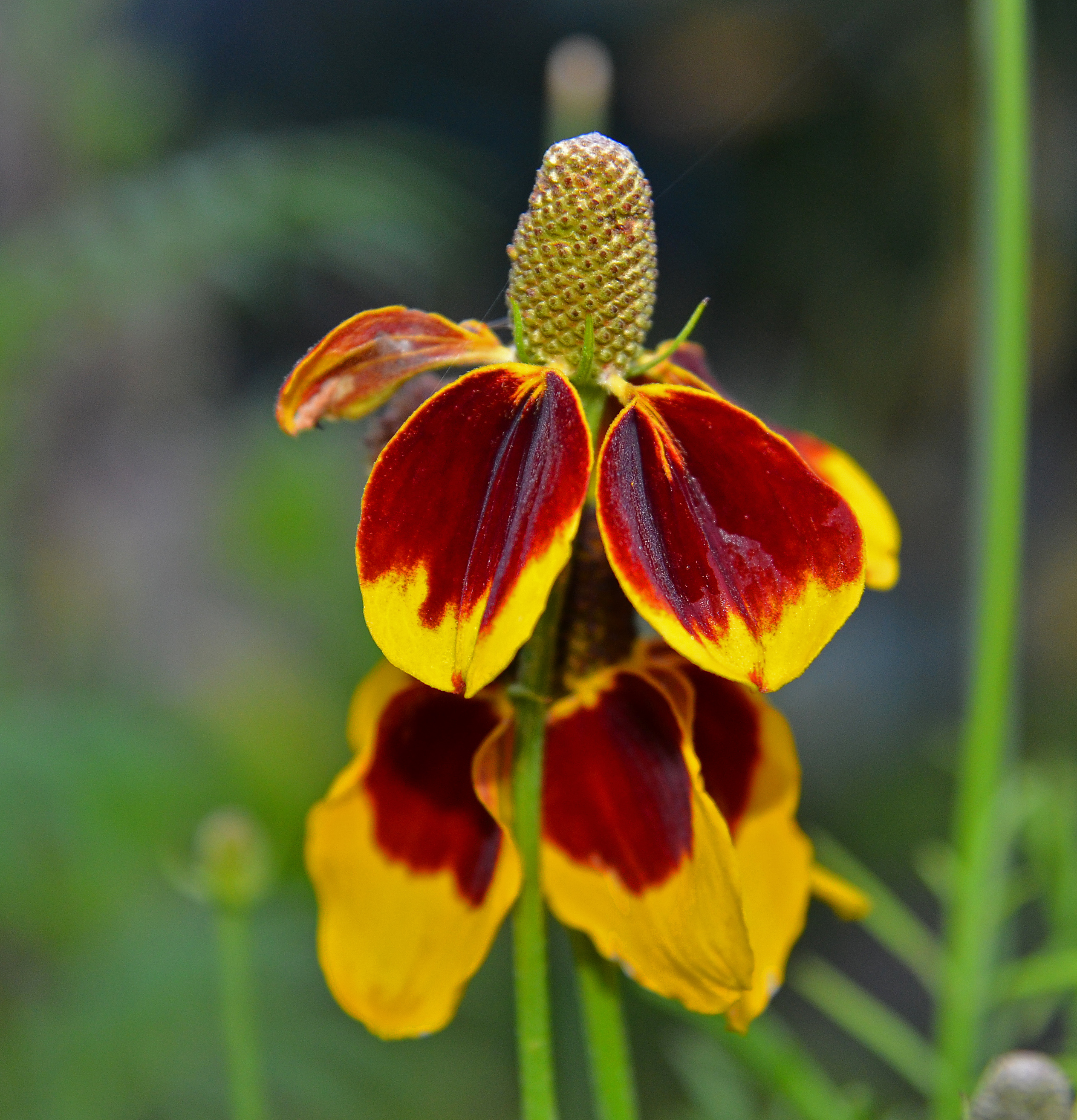 Blommor