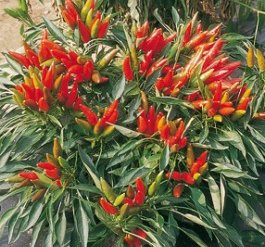 Capsicum Frutescens