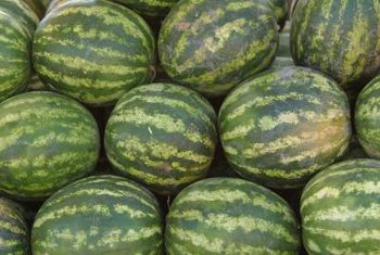 Melon