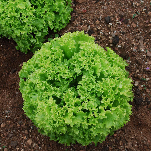 Sallad