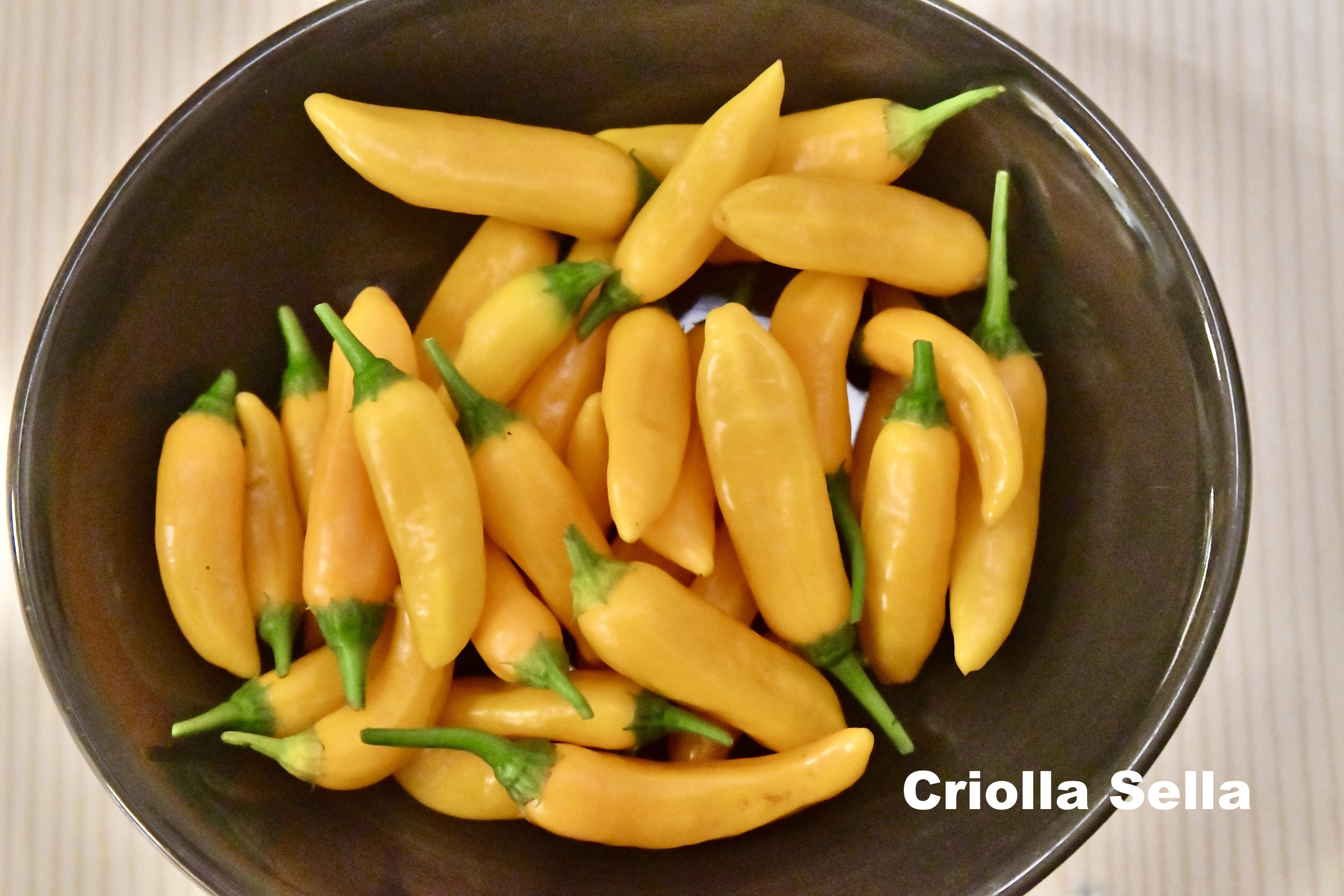 Capsicum Baccatum