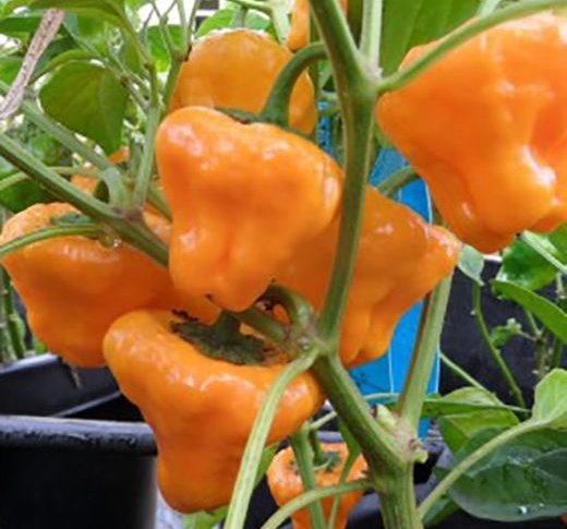 Capsicum Chinense