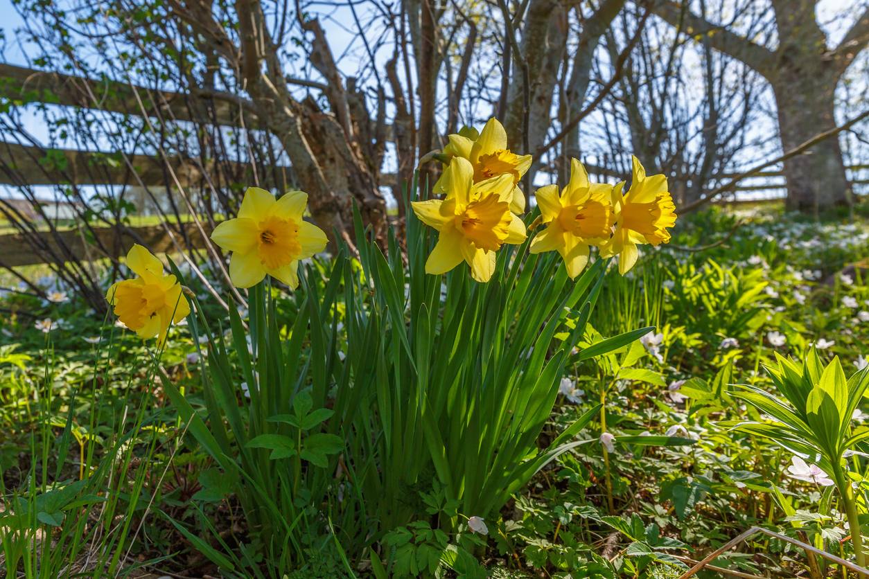 Narcisser / Påskliljor