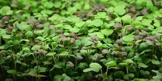 Microgreens och Microleaf