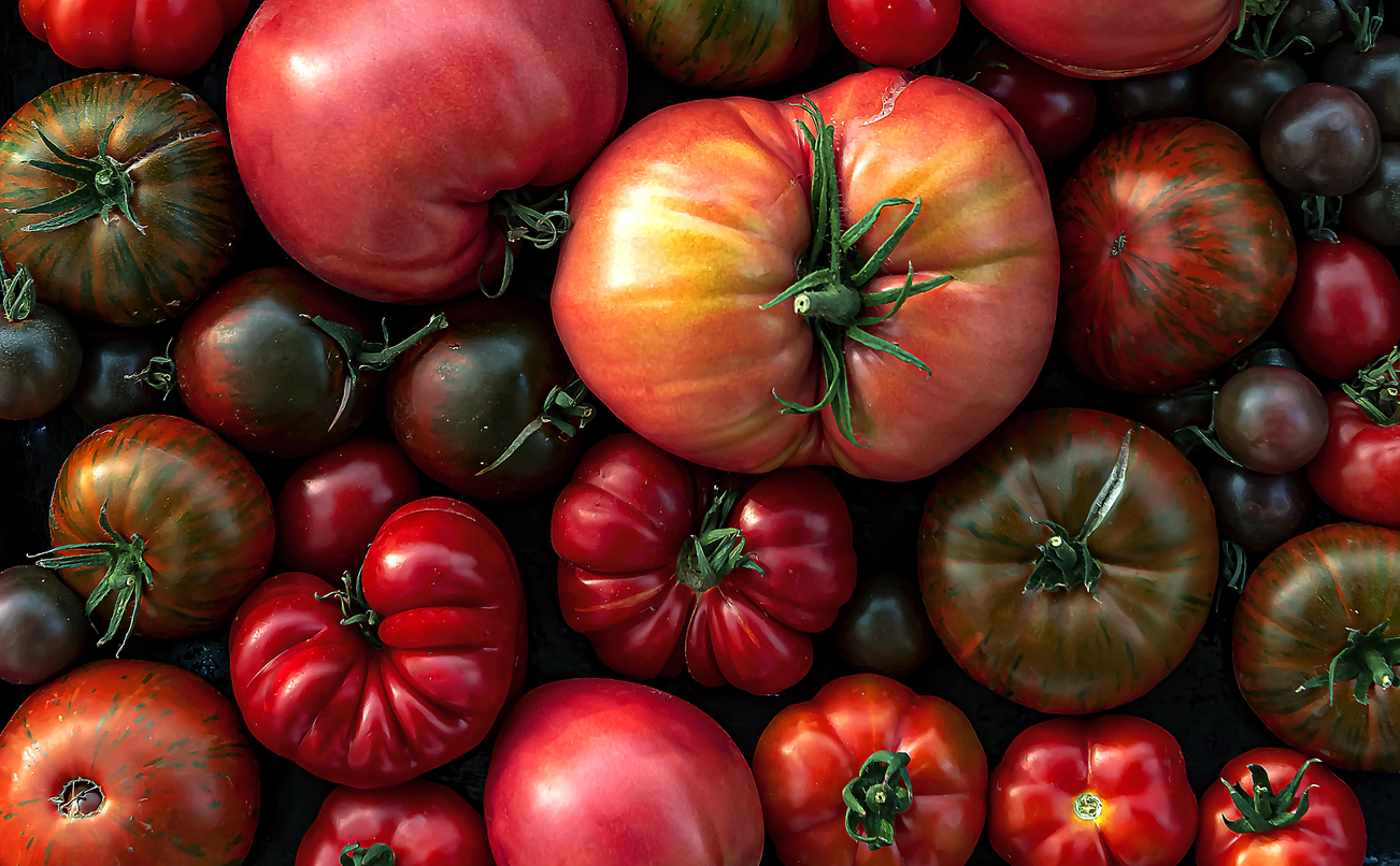 Köp tomatfrön online – unika sorter i Sverige - Stort sortiment| Sneckenström