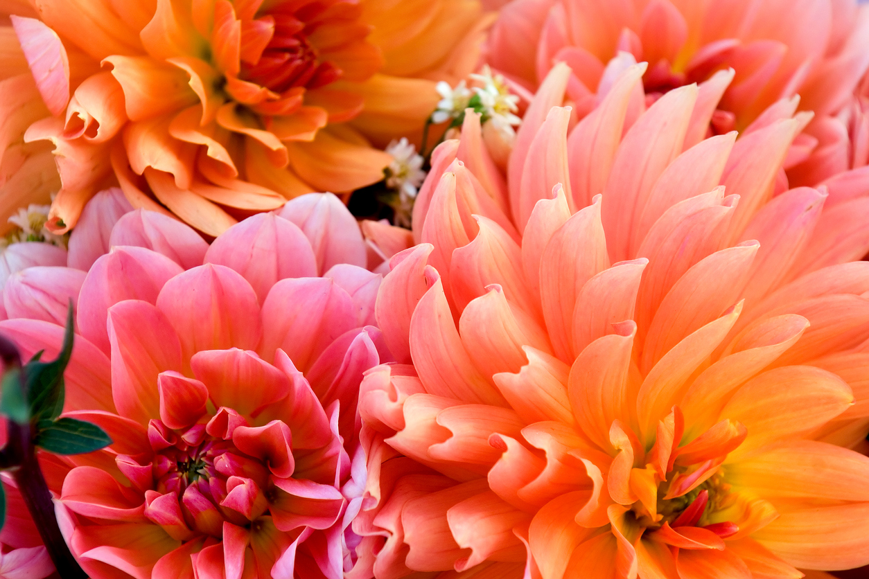Blomsterlök