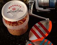 Maggots