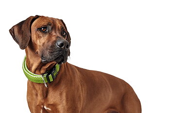 HUNTER Hilo Vario Plus halsband lime