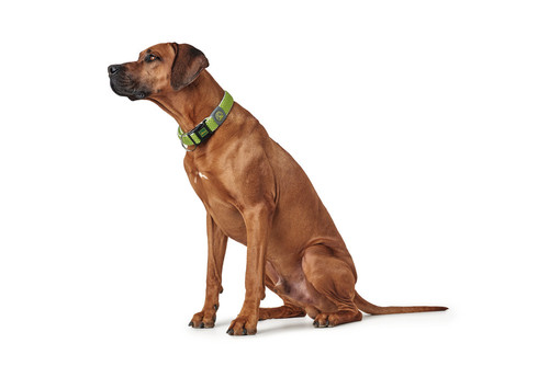 HUNTER Hilo Vario Plus halsband lime - 4