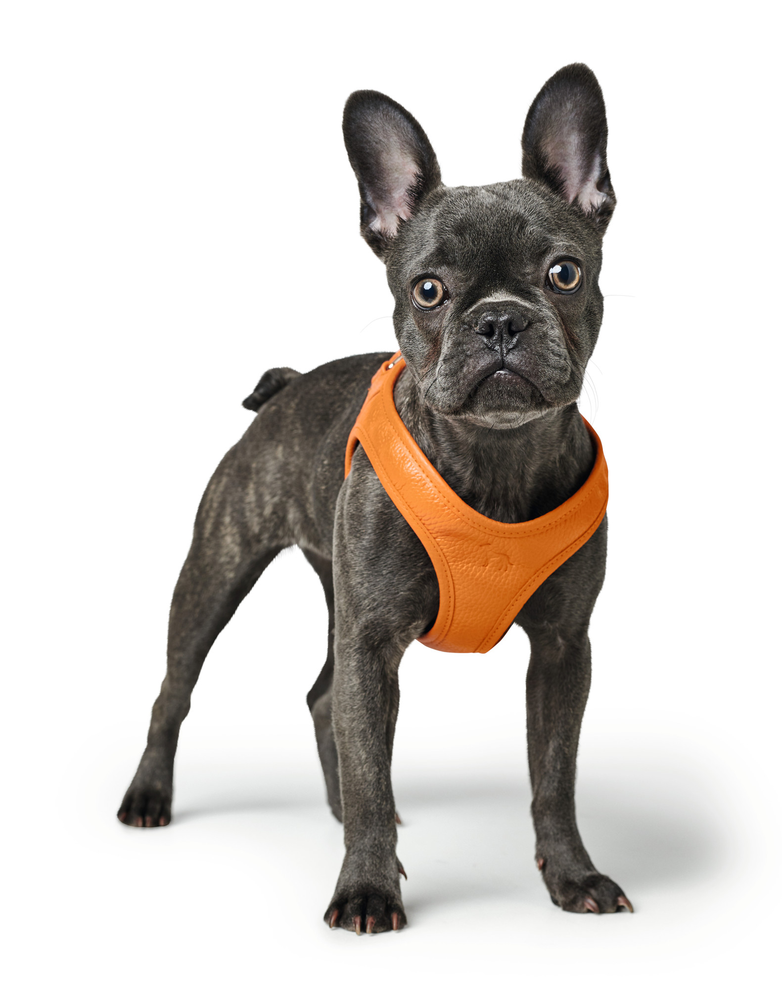 HUNTER Hilo sele orange