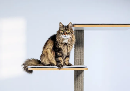 Stylecats by HUNTER  