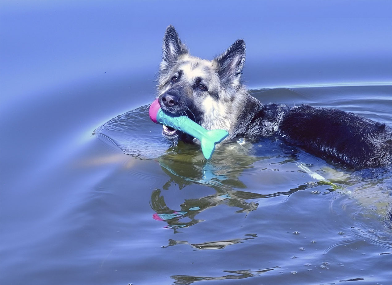 Pritax  Tillbehör och leksaker för hund och katt