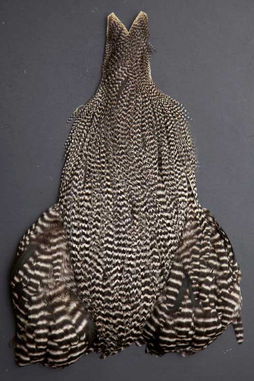 Whiting Hen Cape