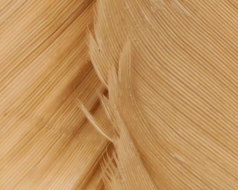 Turkey Biot Quills - 26