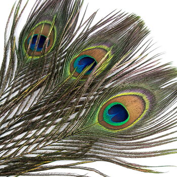 Peacock Eye