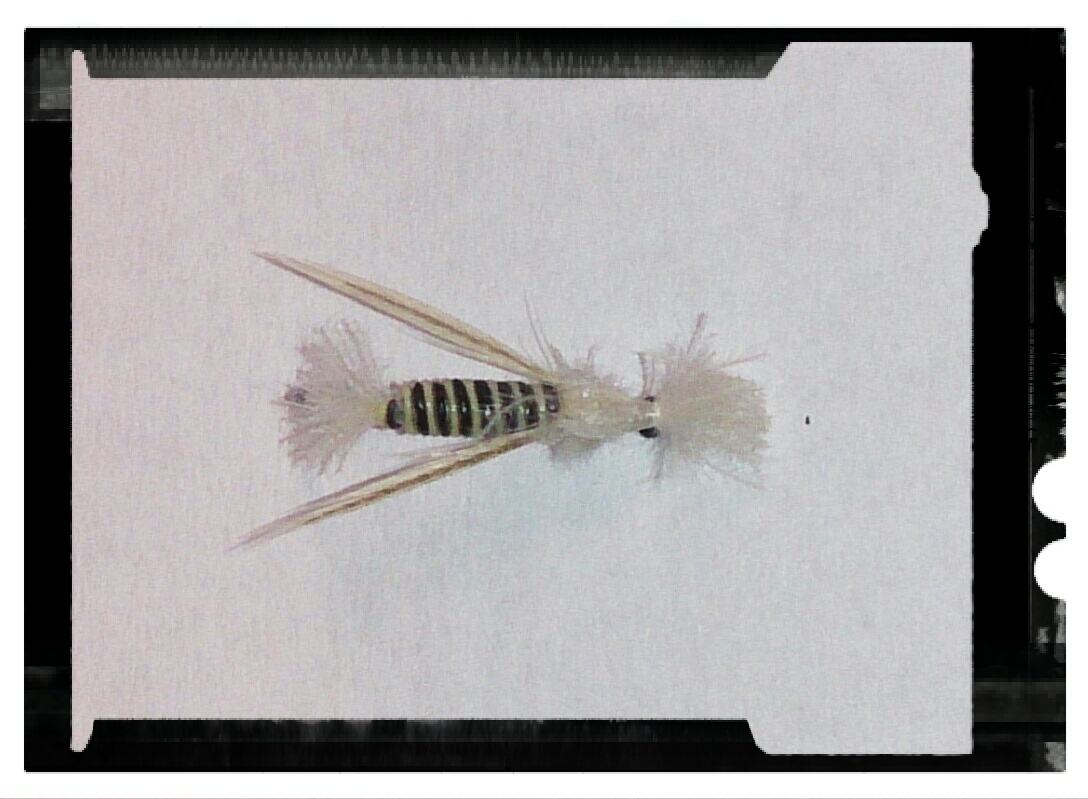 Quill Body - 2