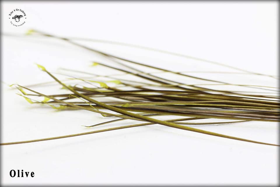 Stripped Peacock Quill - 2