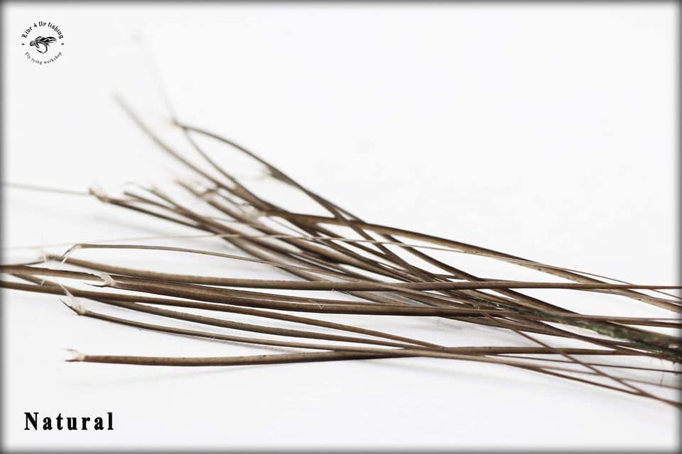 Stripped Peacock Quill