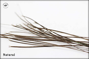 Stripped Peacock Quill