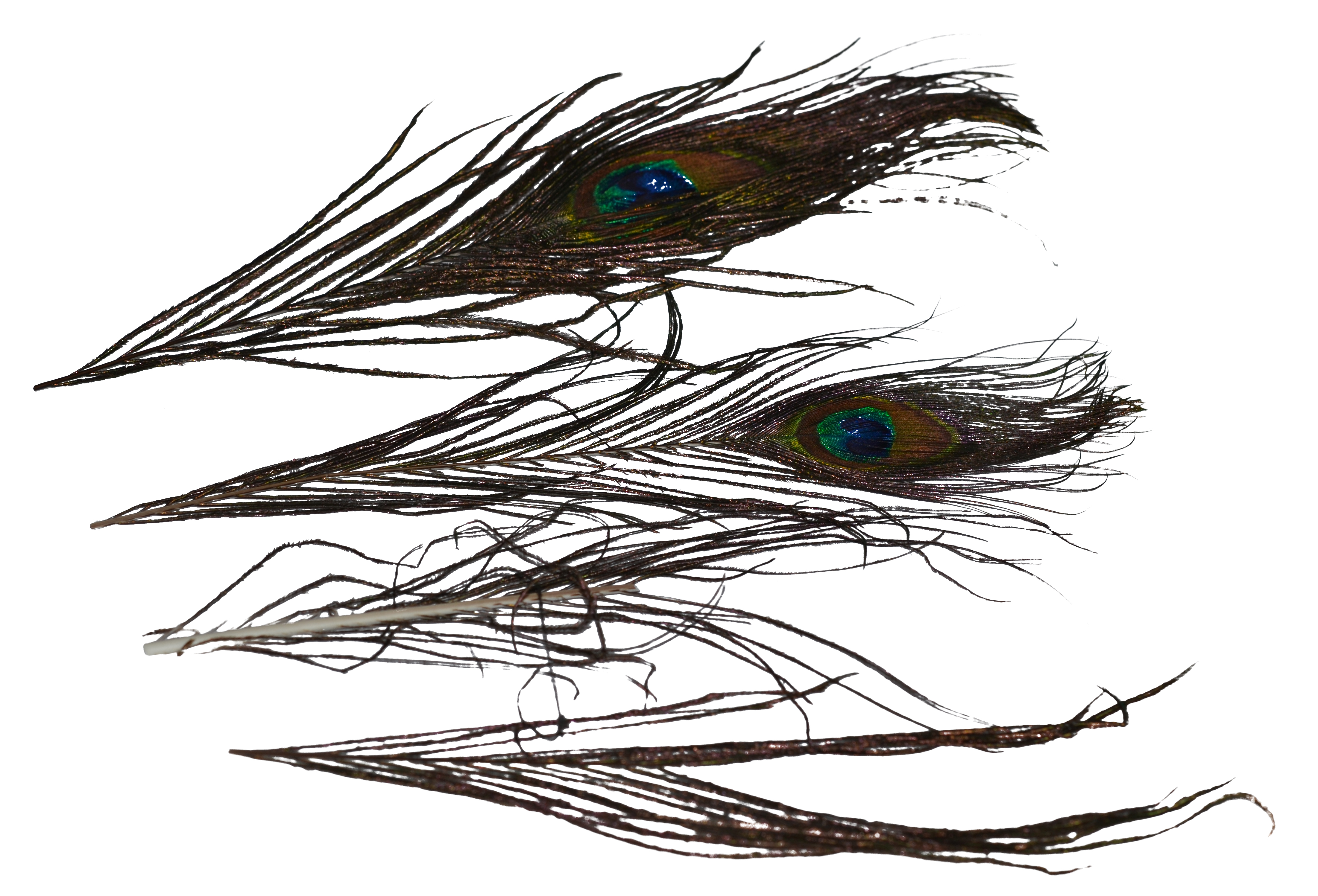 Peacock Sword feather